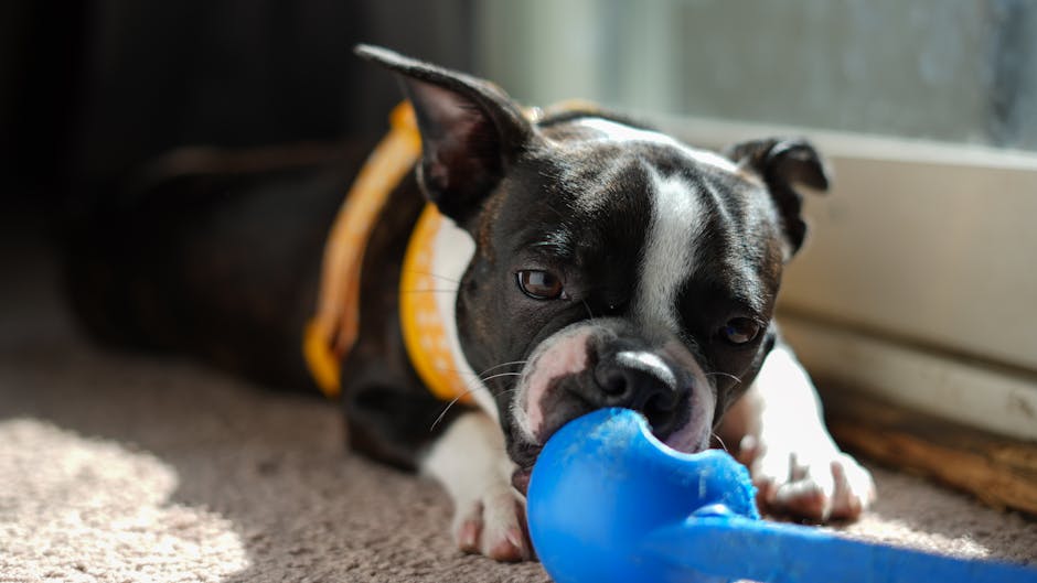Fenrir Hammer Dog Toy Review