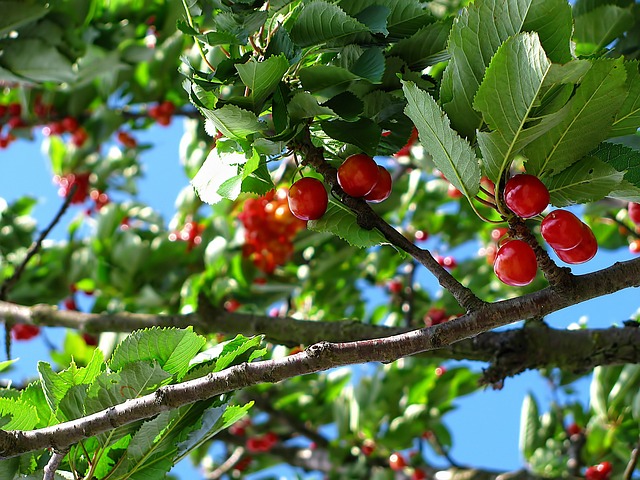 Angry Orchard Dark Cherry Apple Review